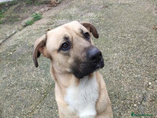 Meticcio cani Cody 3/4anni salito cucciolo e rifiutato! MILAN9 - Annuncio 3