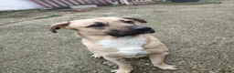 Meticcio cani in regalo: Cody 3/4anni salito cucciolo e rifiutato! MILAN9 - Annuncio 1