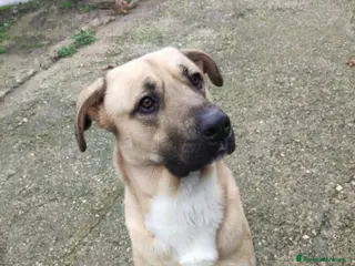 Meticcio cani Cody 3/4anni salito cucciolo e rifiutato! MILAN9 - Annuncio 41