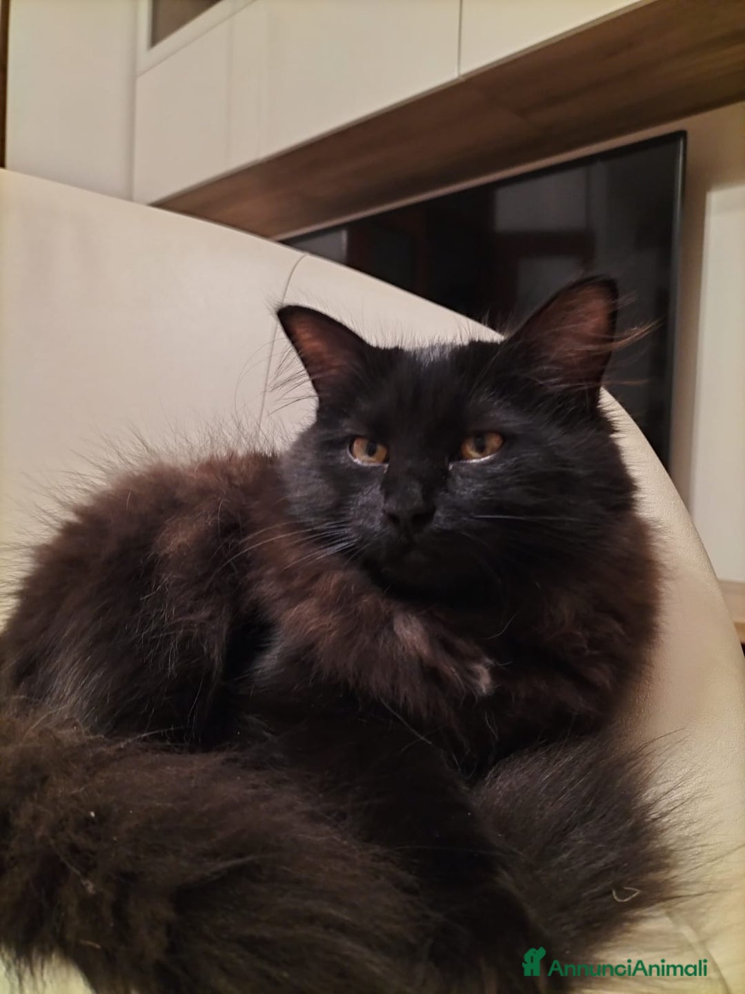 Siberiano gatti in vendita: Cuccioli gatto siberiano ipoallergenici  - Annuncio 3