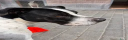 Meticcio cani in regalo: BLACK GENTILCANE - Annuncio 5