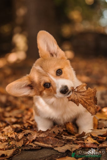 Immagine della galleria {{count}}