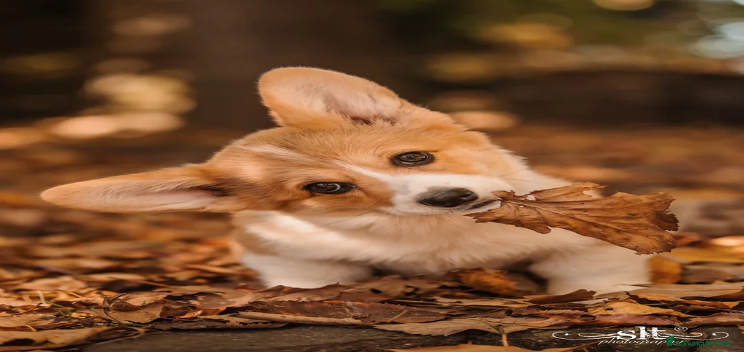 Immagine della galleria {{count}}