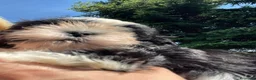 Shih Tzu cani in vendita: Cuccioli di Shi-tzu - Annuncio 29