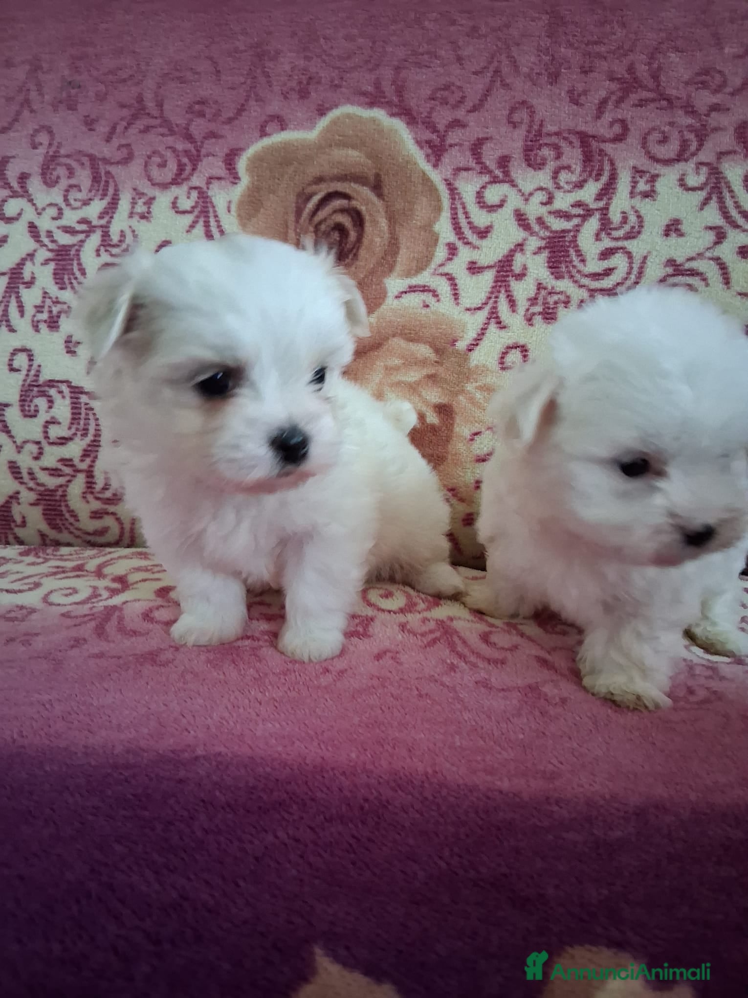 Maltese cani Cucciole Maltese - Annuncio 3