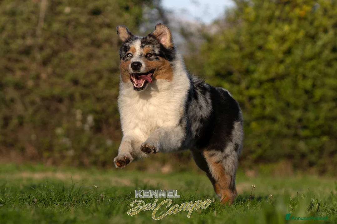 Immagine della galleria {{count}}