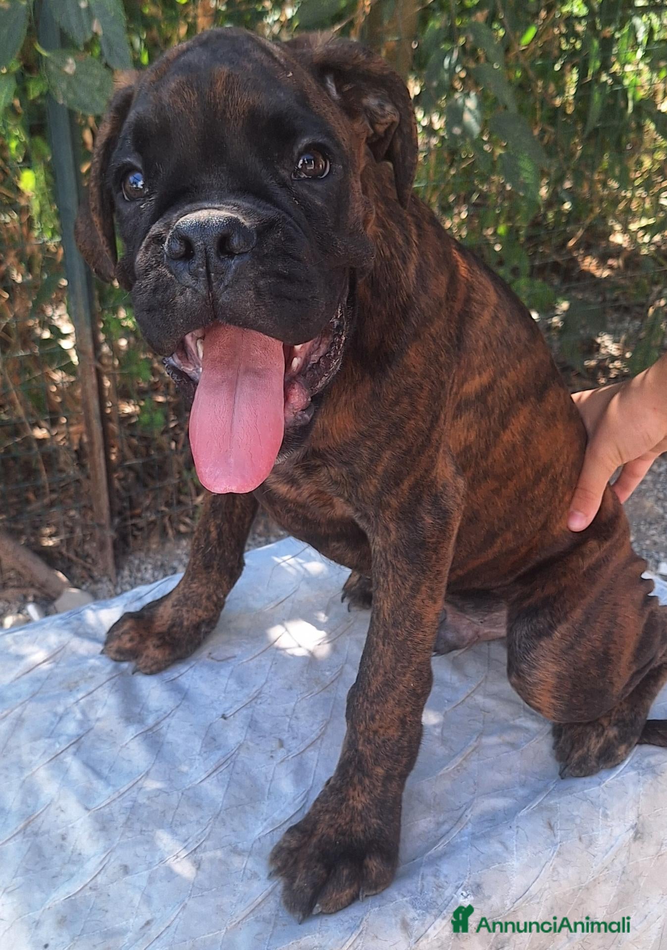 Boxer cani in vendita: Boxer Maschi Tigrati - Annuncio 1