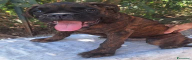 Boxer 1