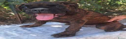 Boxer cani in vendita: Boxer Maschi Tigrati - Annuncio 1