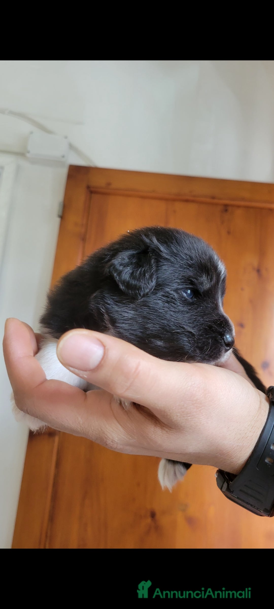 Australian Shepherd cani in vendita: Amorevoi Cuccioli Pastore Australiano (Aussi) - Annuncio 7