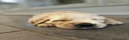 Golden Retriever cani in vendita: Cuccioli Golden Retriever  - Annuncio 6