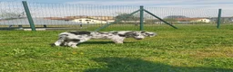 Meticcio cani in vendita: Pepe cucciolo F1 Australian Sheperd+Border Collie - Annuncio 5
