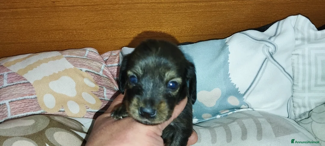 Bassotto cani in vendita: Bassotti  - Annuncio 3