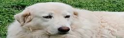 Meticcio cani in regalo: CAMILLA HA BISOGNO DI UNA VERA FAMIGLIA, AIUTALA - Annuncio 1