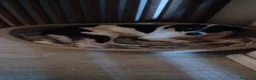 Meticcio cani in regalo: Coffee: super dolce, amico di tutti  - Annuncio 7