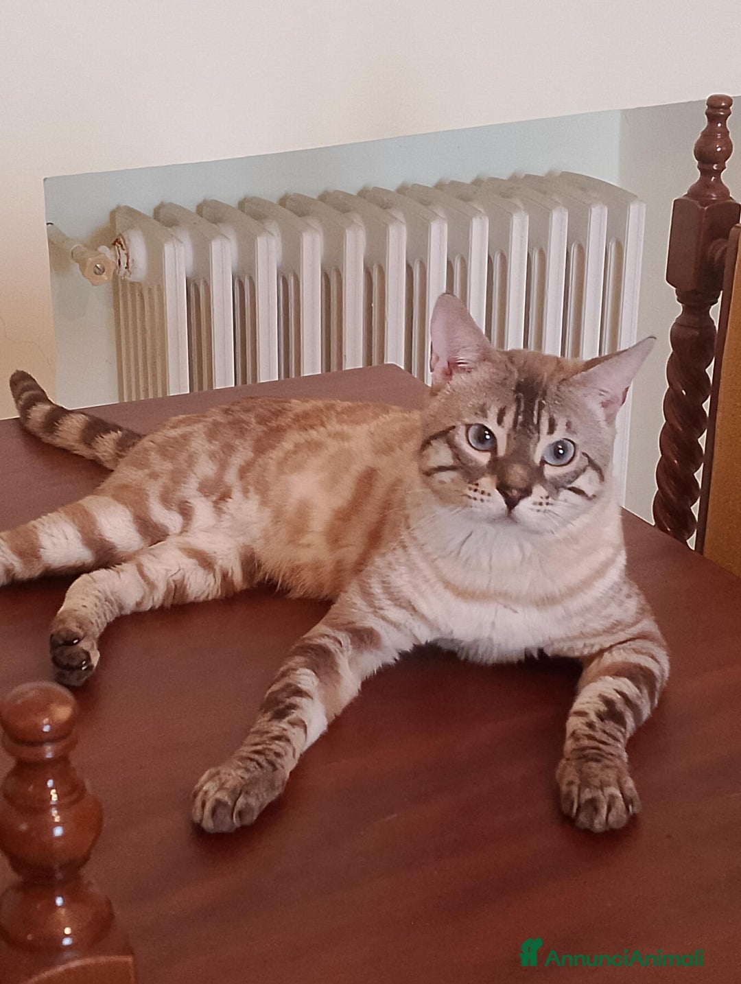 Bengala gatti in vendita: Gatto bengala snow - Annuncio 5