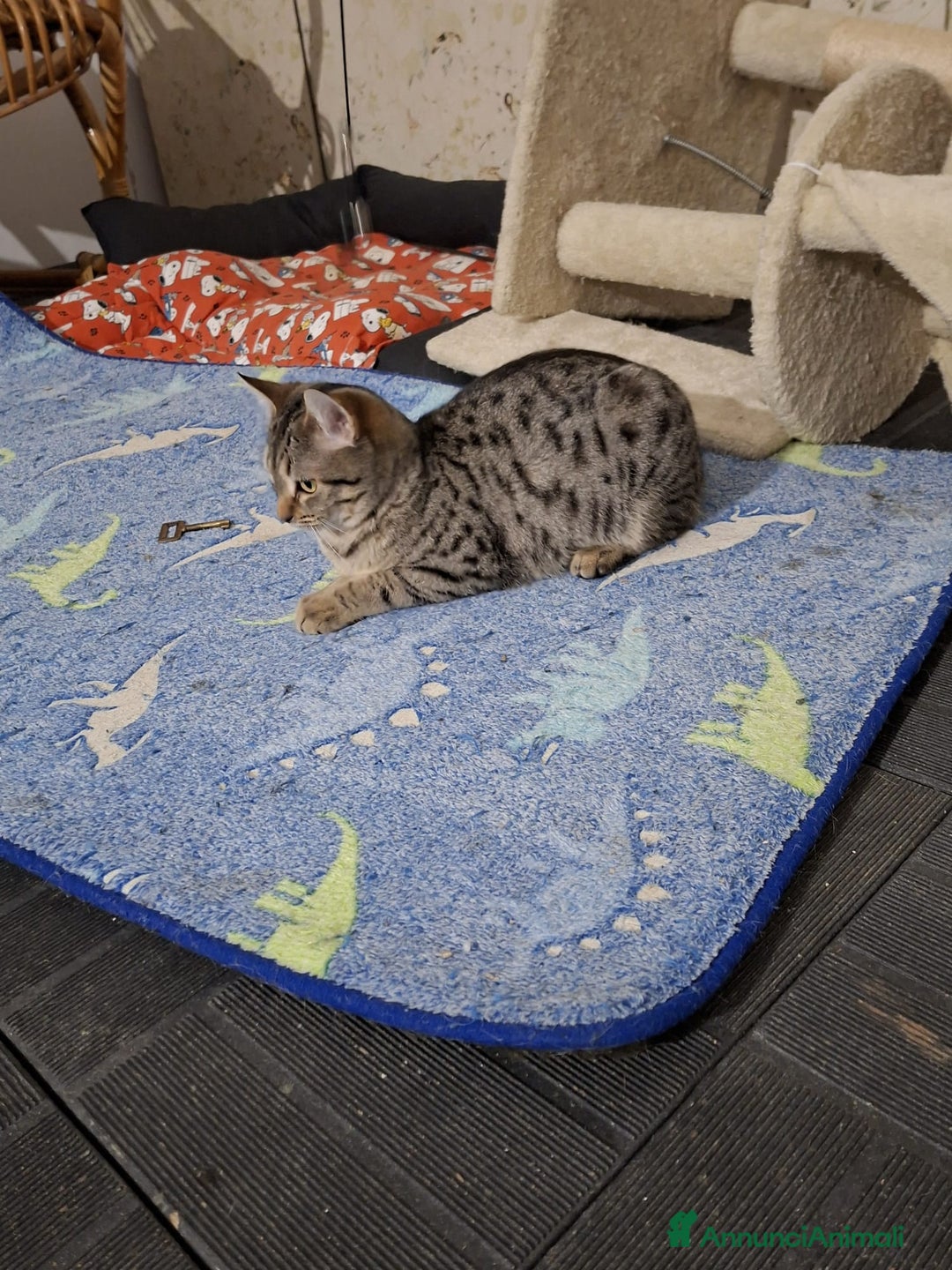 Meticcio gatti in regalo: GATTI/E - Annuncio 1