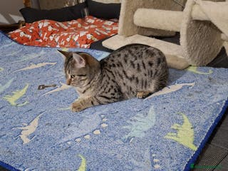 Meticcio gatti GATTI/E - Annuncio 13