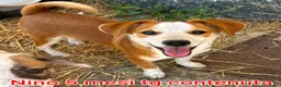 Meticcio cani in regalo: TROPPI CUCCIOLI SOLI IN RIFUGIO  a Provincia di Verona - Annuncio 7