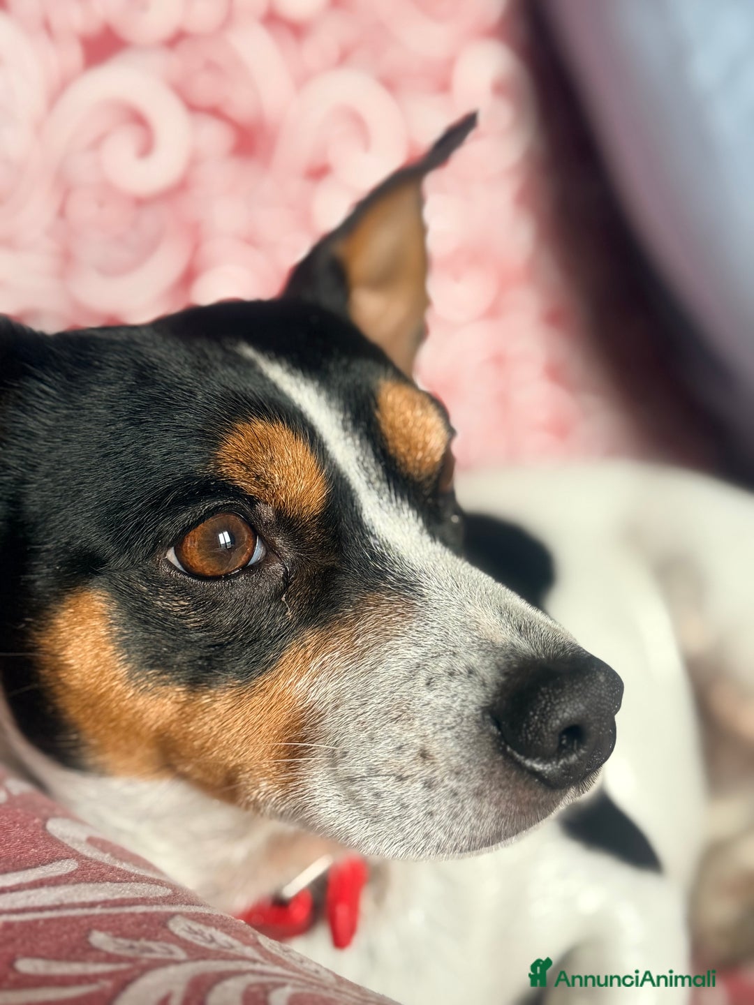 Jack Russell cani per accoppiamento: Mi chiamo Jack - Annuncio 1