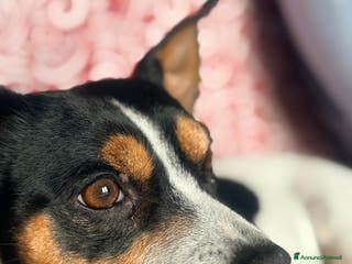 Jack Russell cani Mi chiamo Jack - Annuncio 6