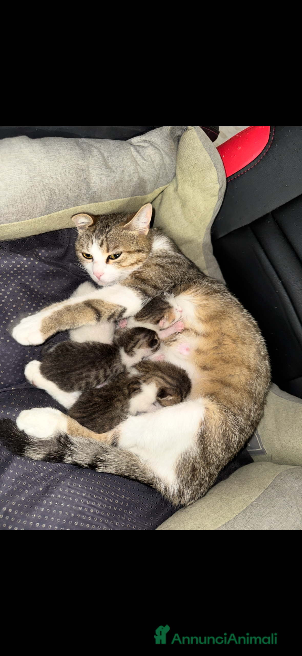 Meticcio gatti Cuccioli di gatto dolcissimi  - Annuncio 1