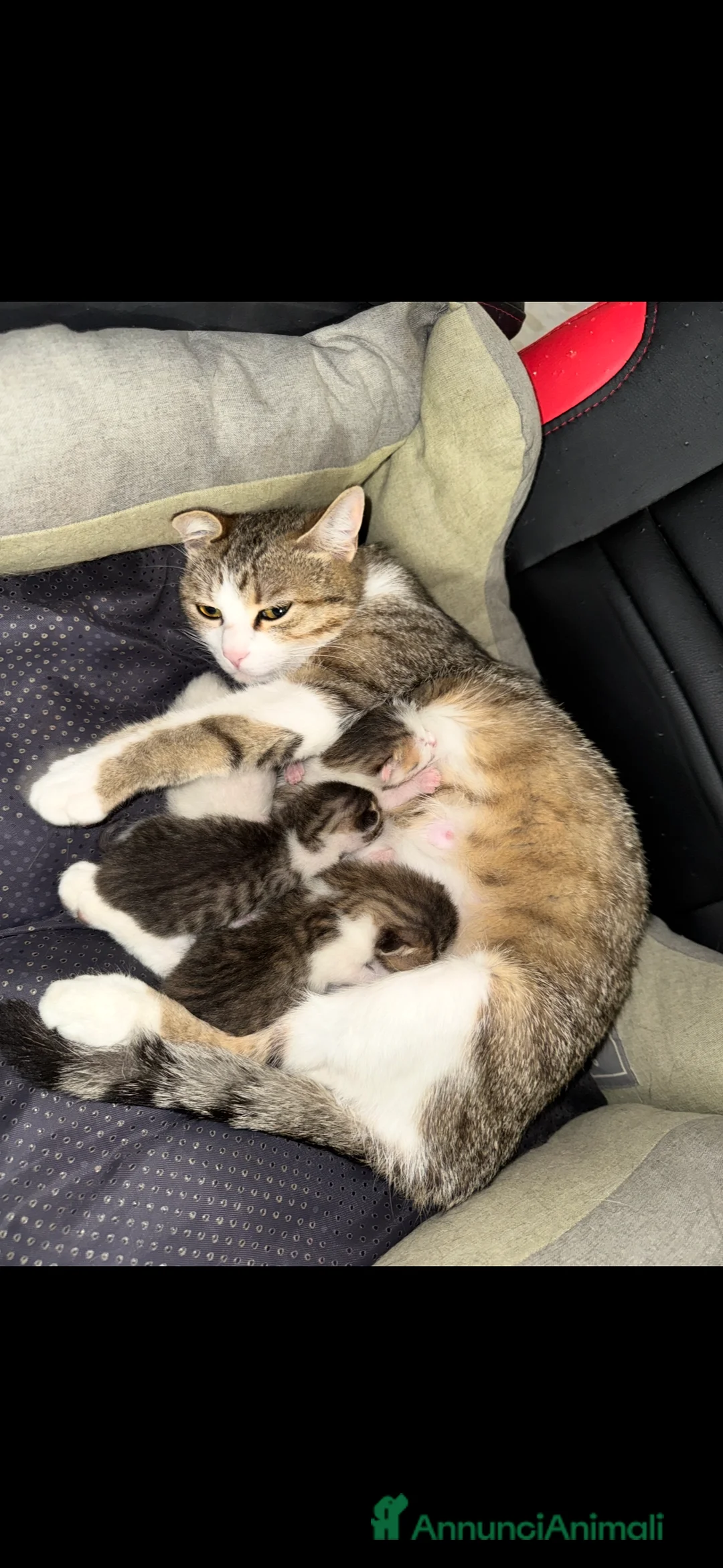 Meticcio gatti in regalo: Cuccioli di gatto dolcissimi  - Annuncio 1