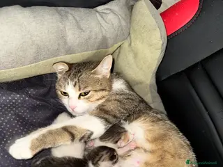 Meticcio gatti Cuccioli di gatto dolcissimi - Annuncio 1