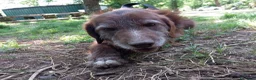 Meticcio cani in regalo: Dolcissimo cagnolino! Taglia medio piccola  - Annuncio 8
