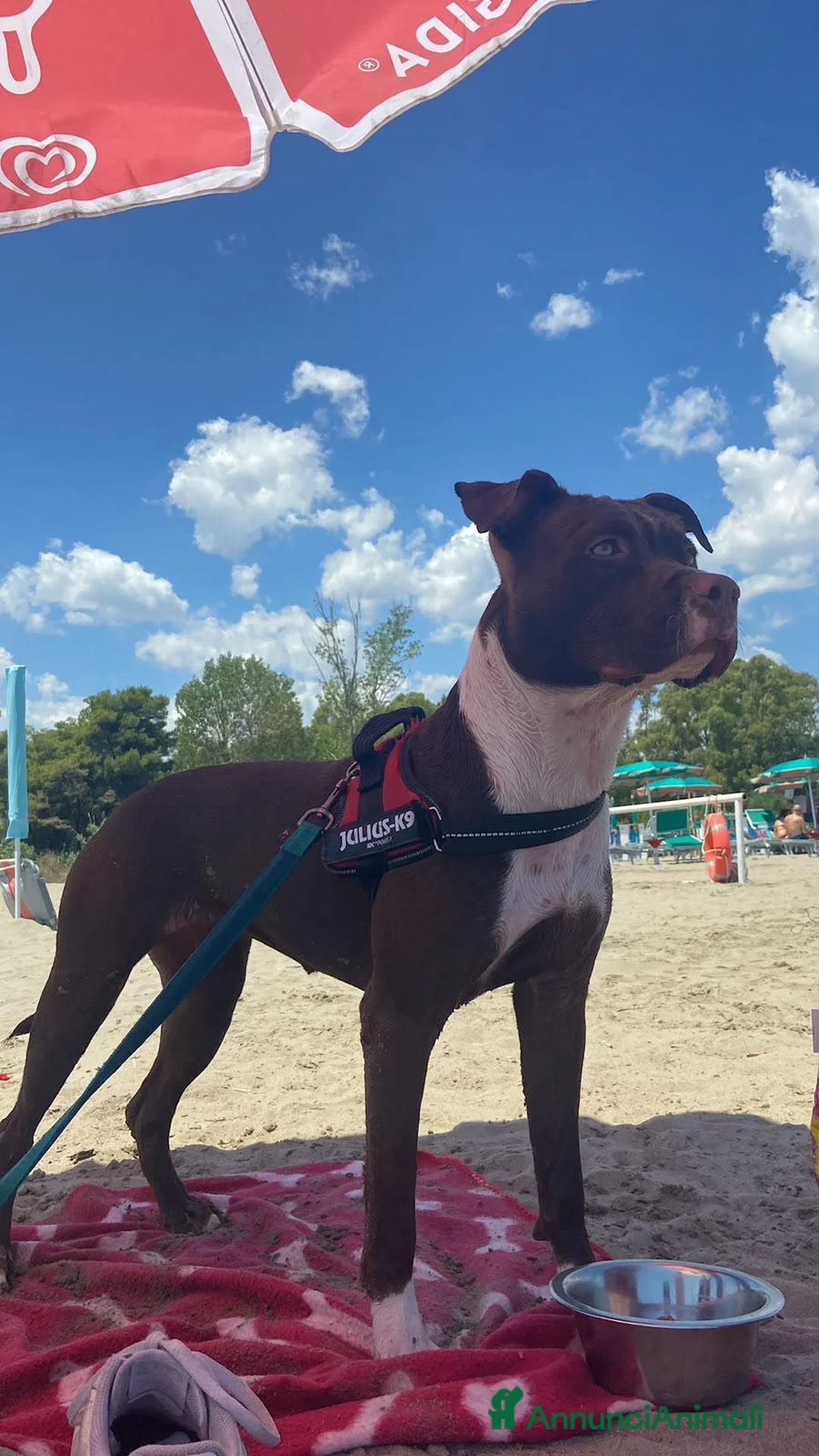 Pitbull cani in vendita: Cuccioli american pitbull terrier  - Annuncio 11