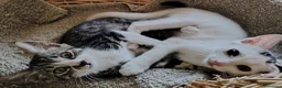 Europeo gatti in regalo: Si affida gratuitamente coppia fratellini maschi  - Annuncio 2