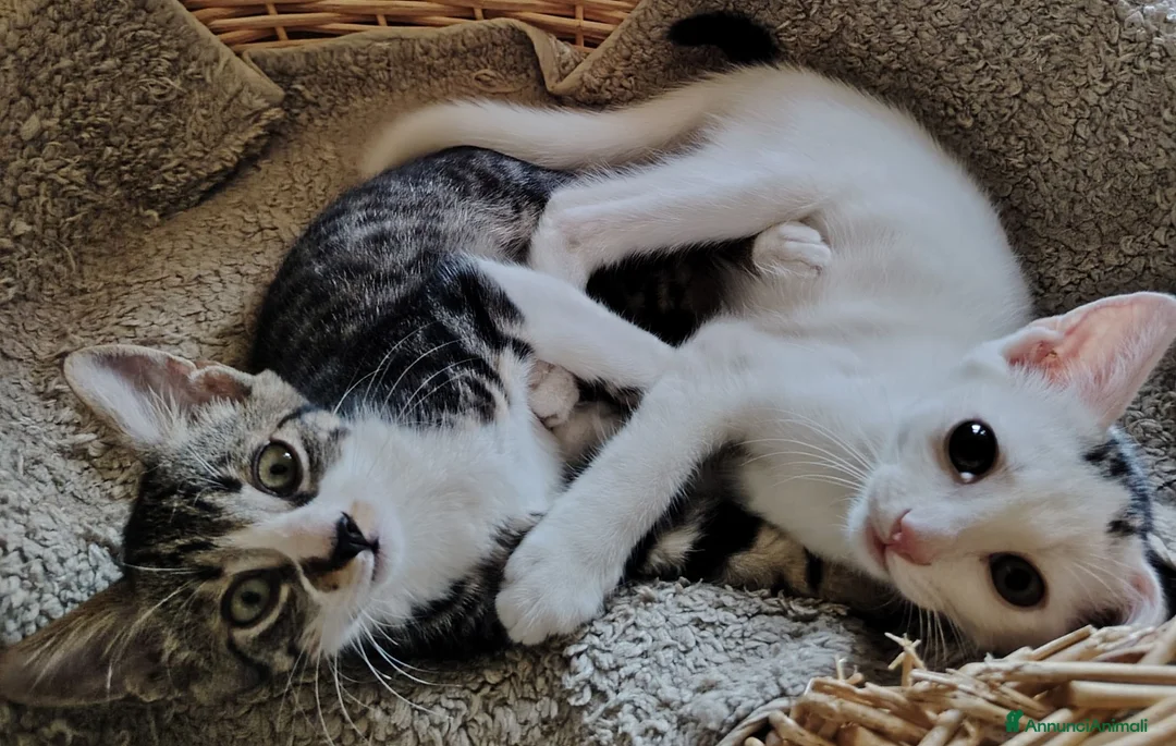 Europeo gatti in regalo: Si affida gratuitamente coppia fratellini maschi  - Annuncio 2