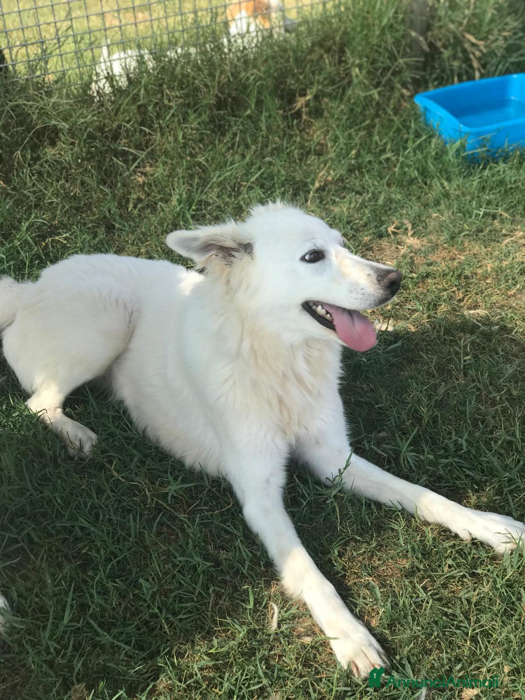 Pastore Maremmano cani in regalo: Criseide mix maremmana/labrador dagli occhi dolci a Provincia di Latina - Annuncio 3