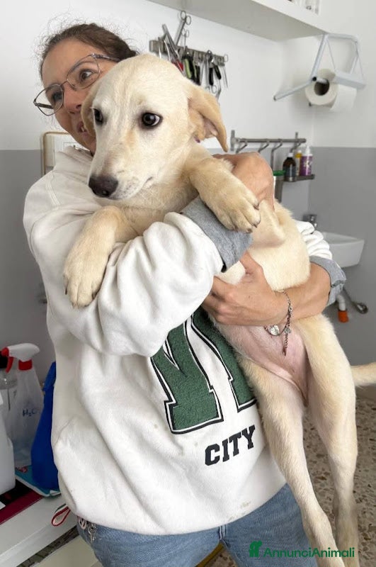 Meticcio cani 4 mesi mix Labrador dolcissima  - Annuncio 3