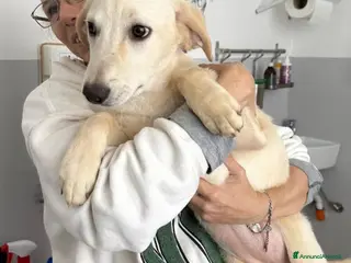 Meticcio cani 4 mesi mix Labrador dolcissima - Annuncio 3