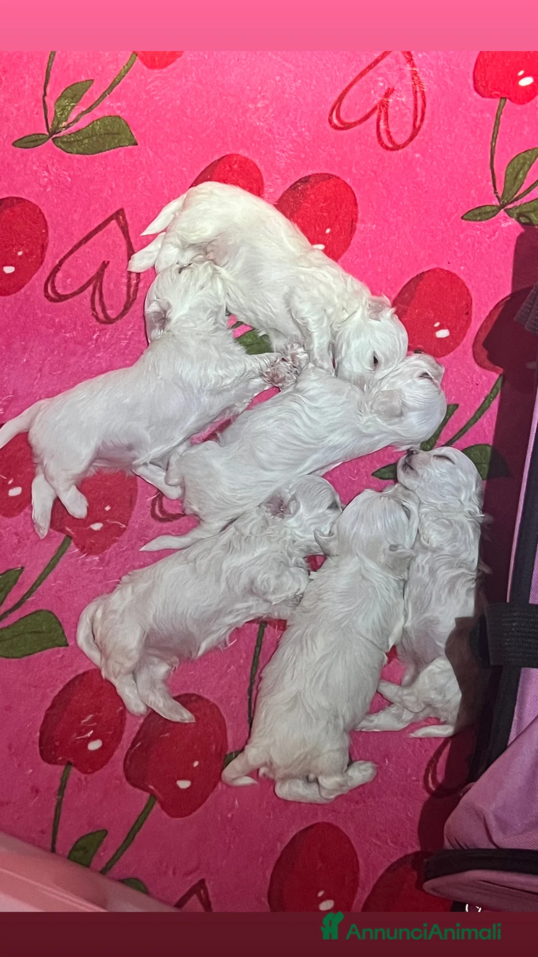 Maltese cani in vendita: Maltese - Annuncio 6