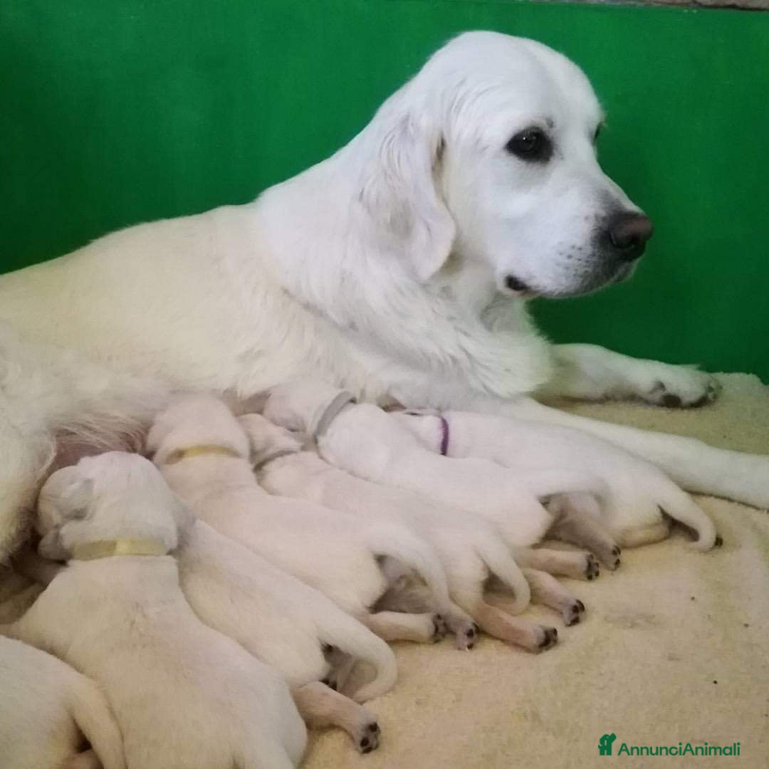 Golden Retriever cani Cuccioli di Golden Retriever  - Annuncio 6