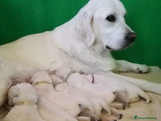 Golden Retriever cani Cuccioli di Golden Retriever - Annuncio 4