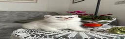 Scottish gatti in vendita: Gattini Scottish Golden  - Annuncio 5