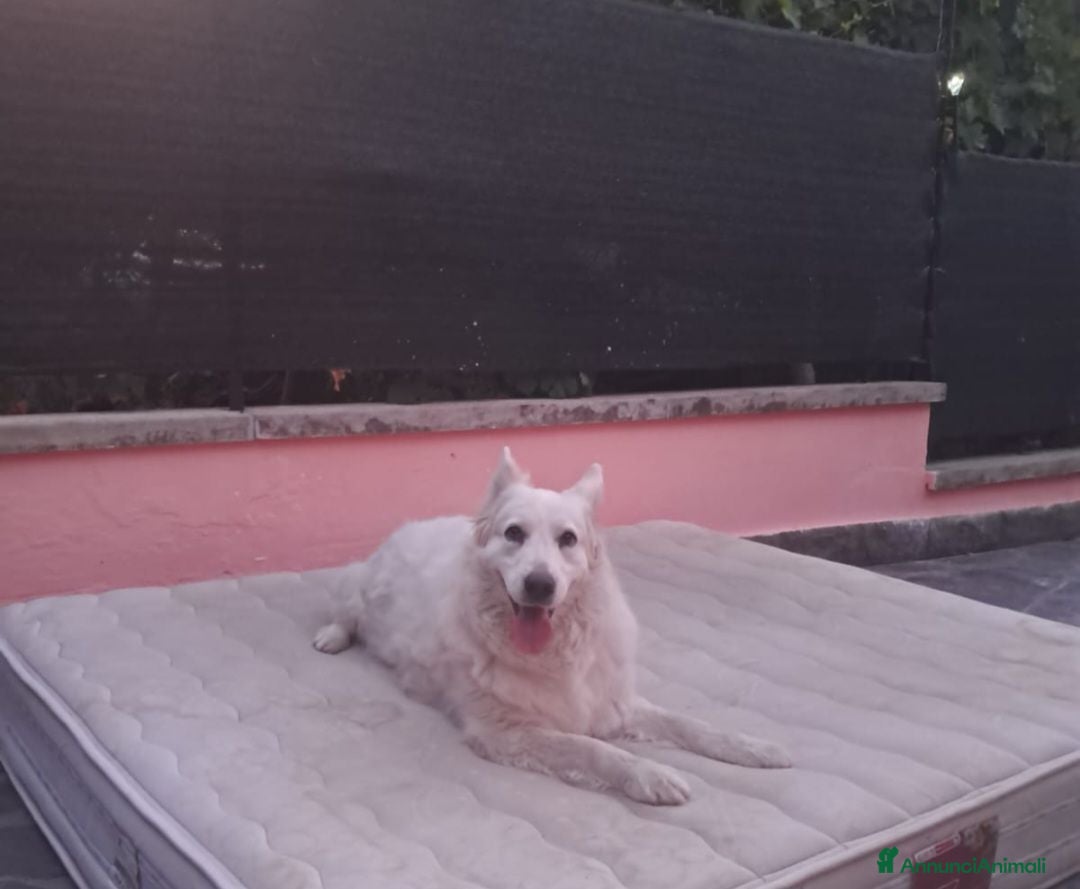 Meticcio cani Bellissima cucciola - Annuncio 5