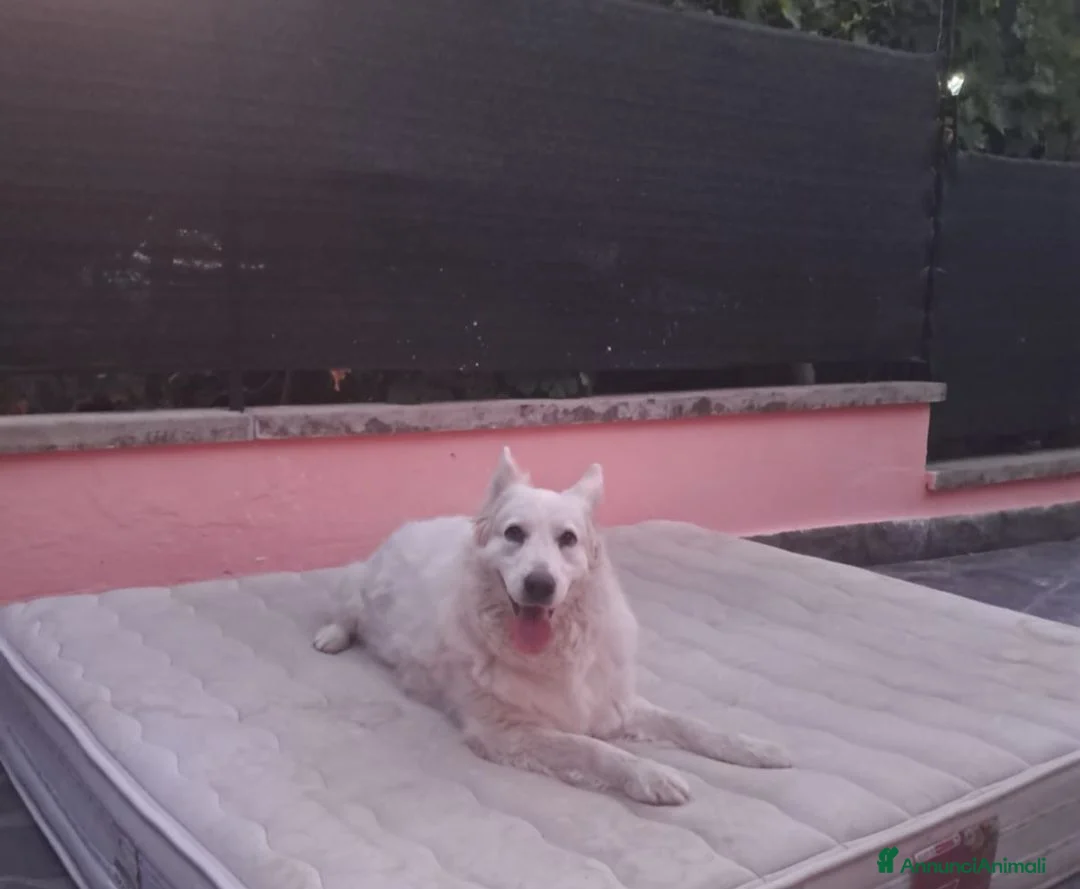 Meticcio cani in regalo: Bellissima cucciola - Annuncio 1