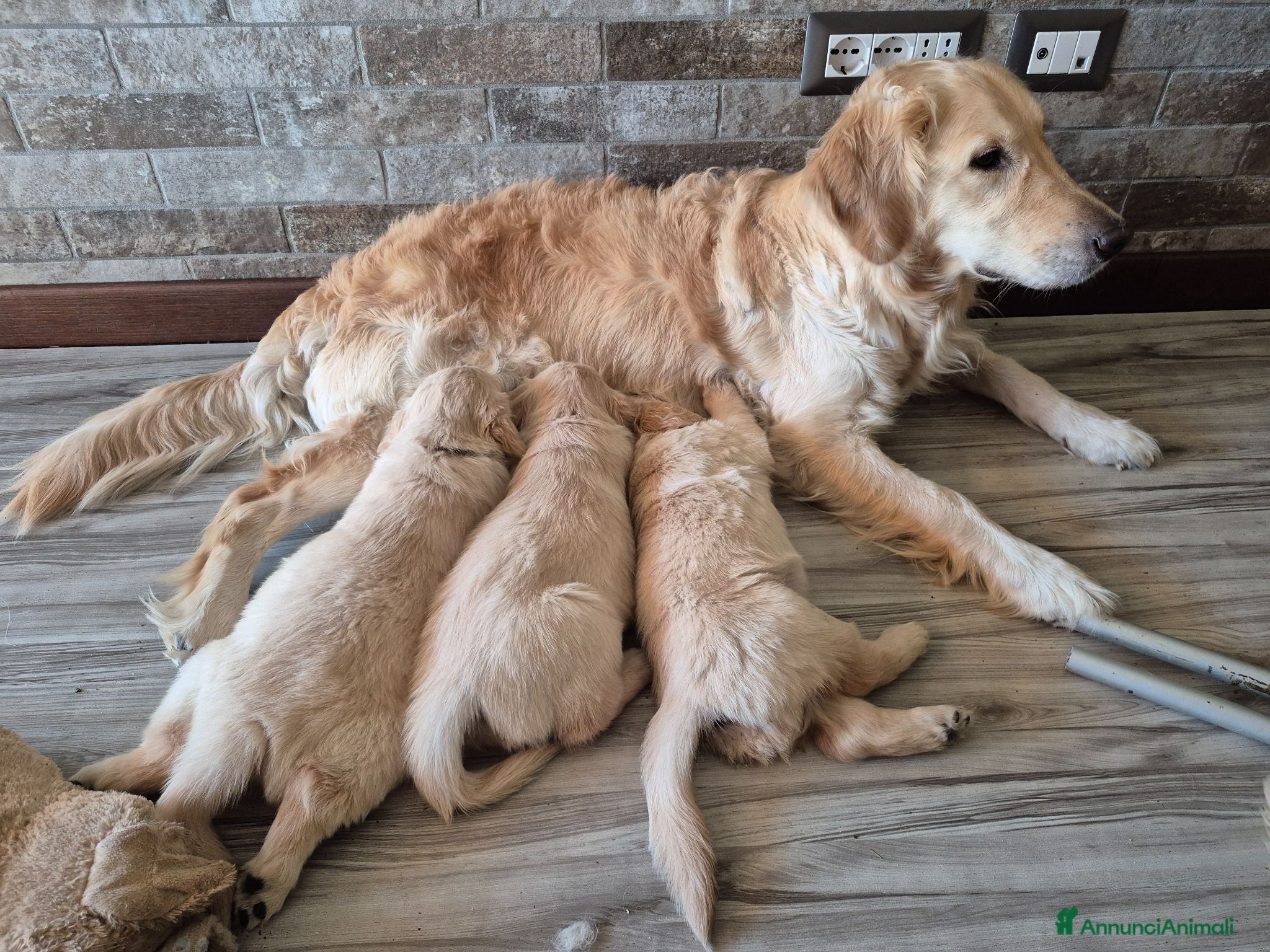 Golden Retriever cani Cucciolo maschio di golden retriever con pedigree - Annuncio 6