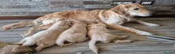 Golden Retriever cani in vendita: Cucciolo maschio di golden retriever con pedigree - Annuncio 2