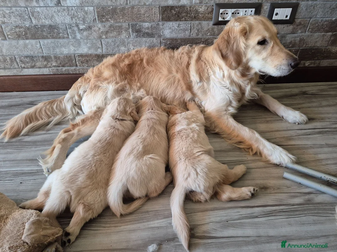 Golden Retriever cani in vendita: Cucciolo maschio di golden retriever con pedigree - Annuncio 2