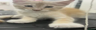 Maine Coon 5