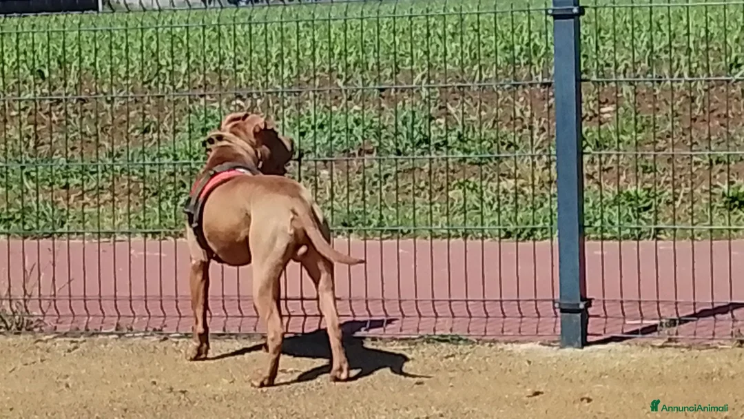 Pitbull cani in regalo: Un cane per una famiglia buona  a Provincia di Como - Annuncio 2