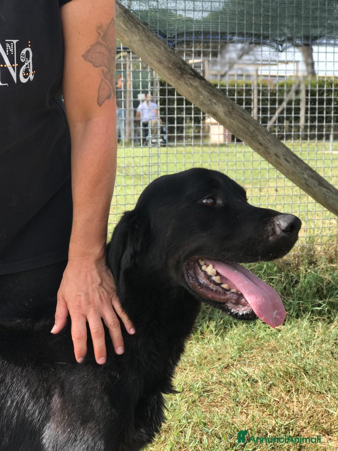 Meticcio cani in regalo: Dolcissimo Nowhite cresciuto in canile  a Provincia di Latina - Annuncio 5