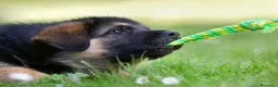 Pastore Tedesco cani in vendita: Cuccioli di pastore tedesco. unica femmina - Annuncio 3