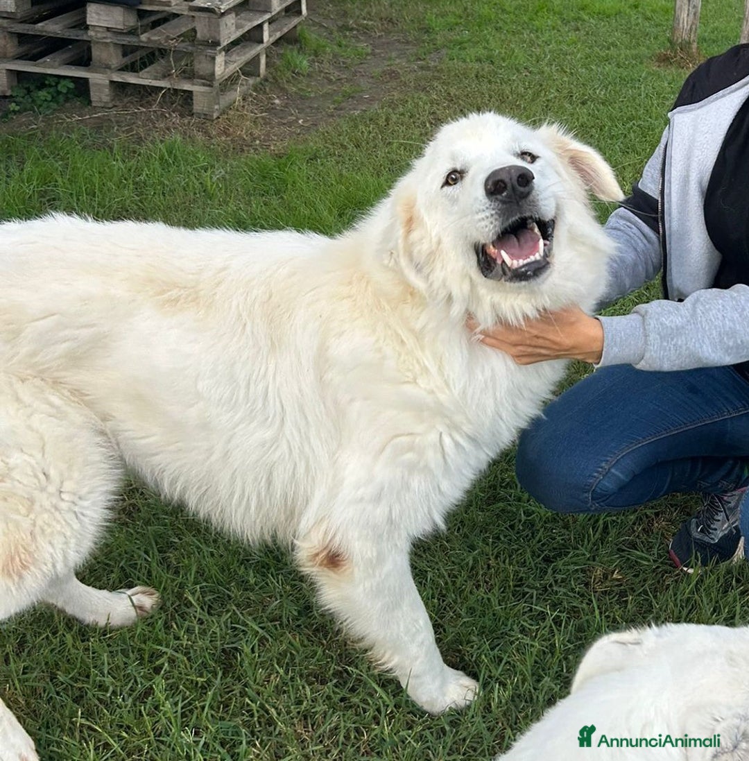 Pastore Maremmano cani in regalo: Spartaco, manto candido come il suo ❤️ - Annuncio 6