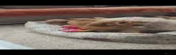 Barboncino Toy cani in vendita: Barboncini - Annuncio 5